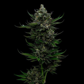 All Gas OG Auto - HUMBOLDT SEED COMPANY | TanieSianie.pl