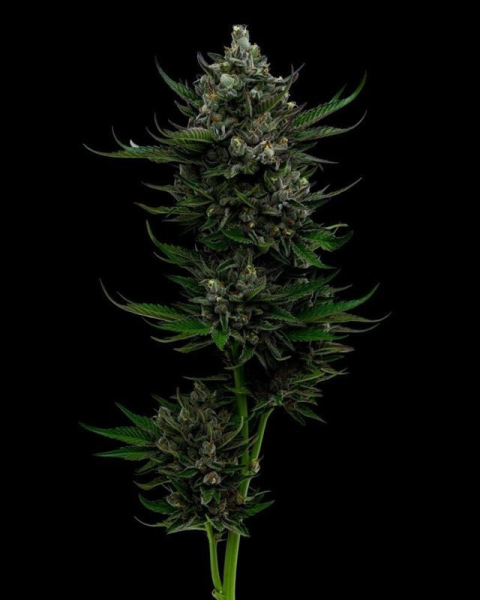 All Gas OG Auto - HUMBOLDT SEED COMPANY | TanieSianie.pl