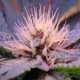 Blue Mystic - NIRVANA