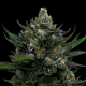 All Gas OG Auto - HUMBOLDT SEED COMPANY | TanieSianie.pl