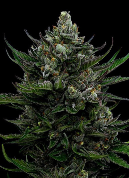 All Gas OG Auto - HUMBOLDT SEED COMPANY | TanieSianie.pl