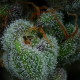 All Gas OG Auto - HUMBOLDT SEED COMPANY | TanieSianie.pl