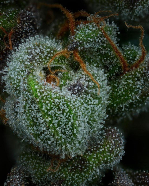 All Gas OG Auto - HUMBOLDT SEED COMPANY | TanieSianie.pl