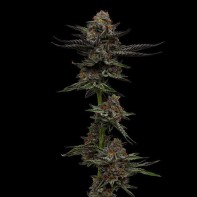 Vanilla Créme Pie - HUMBOLDT SEED COMPANY | TanieSianie.pl