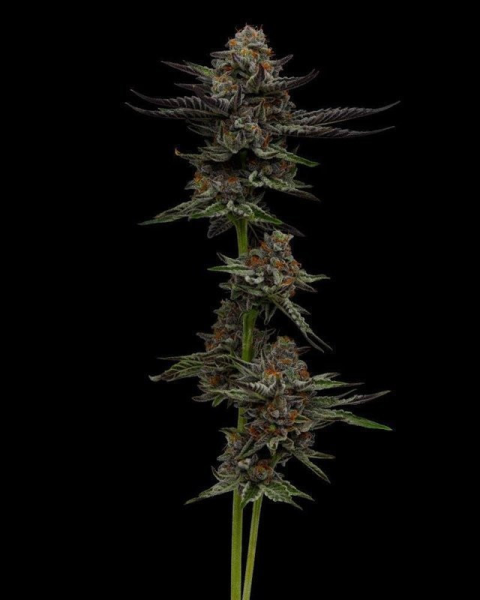 Vanilla Créme Pie - HUMBOLDT SEED COMPANY | TanieSianie.pl