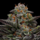Vanilla Créme Pie - HUMBOLDT SEED COMPANY | TanieSianie.pl