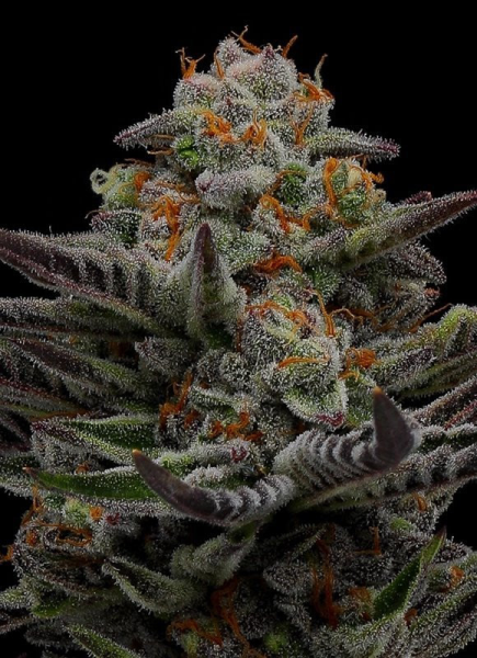 Vanilla Créme Pie - HUMBOLDT SEED COMPANY | TanieSianie.pl