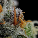 Vanilla Créme Pie - HUMBOLDT SEED COMPANY | TanieSianie.pl
