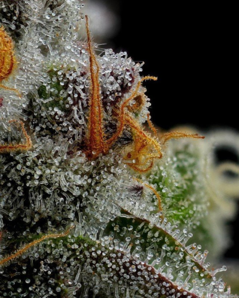 Vanilla Créme Pie - HUMBOLDT SEED COMPANY | TanieSianie.pl