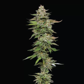 Poddy Mouth - HUMBOLDT SEED COMPANY | TanieSianie.pl