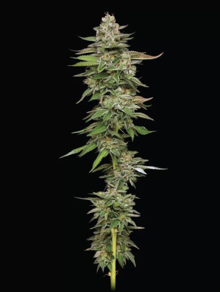 Poddy Mouth - HUMBOLDT SEED COMPANY | TanieSianie.pl