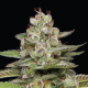 Poddy Mouth - HUMBOLDT SEED COMPANY | TanieSianie.pl