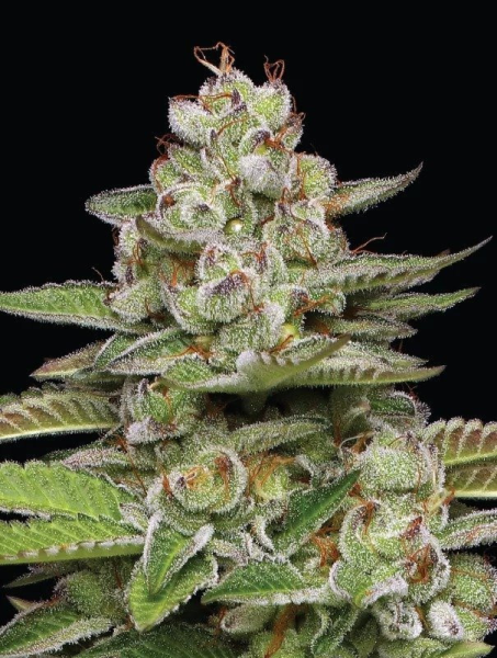 Poddy Mouth - HUMBOLDT SEED COMPANY | TanieSianie.pl