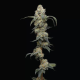Farmer's Daughter - HUMBOLDT SEED COMPANY | TanieSianie.pl