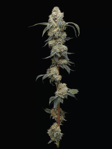 Farmer's Daughter - HUMBOLDT SEED COMPANY | TanieSianie.pl