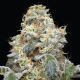 Farmer's Daughter - HUMBOLDT SEED COMPANY | TanieSianie.pl