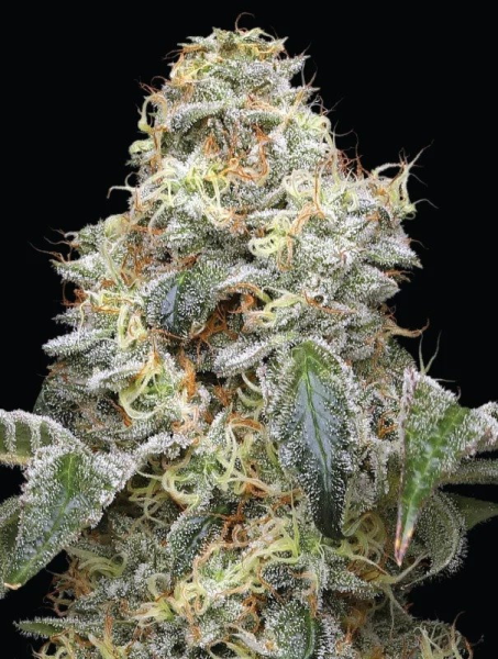 Farmer's Daughter - HUMBOLDT SEED COMPANY | TanieSianie.pl