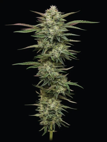 Blueberry Cupcake - HUMBOLDT SEED COMPANY | TanieSianie.pl
