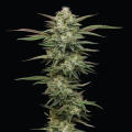 Blueberry Cupcake - HUMBOLDT SEED COMPANY