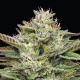 Blueberry Cupcake - HUMBOLDT SEED COMPANY | TanieSianie.pl
