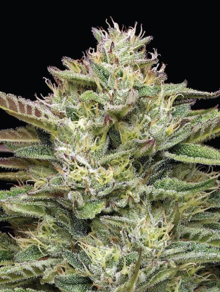 Blueberry Cupcake - HUMBOLDT SEED COMPANY | TanieSianie.pl