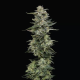 Nutter Budder - HUMBOLDT SEED COMPANY | TanieSianie.pl