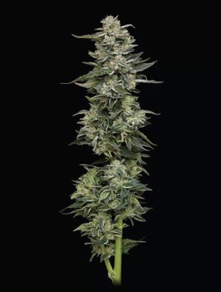 Nutter Budder - HUMBOLDT SEED COMPANY | TanieSianie.pl