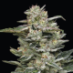 Nutter Budder - HUMBOLDT SEED COMPANY | TanieSianie.pl
