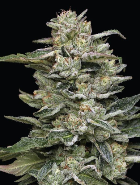 Nutter Budder - HUMBOLDT SEED COMPANY | TanieSianie.pl