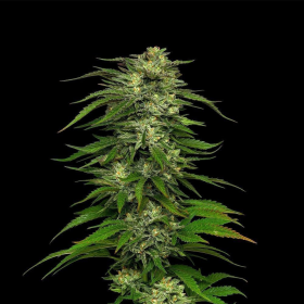 Dream Queen - HUMBOLDT SEED COMPANY | TanieSianie.pl