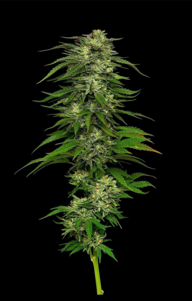 Dream Queen - HUMBOLDT SEED COMPANY | TanieSianie.pl