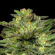 Dream Queen - HUMBOLDT SEED COMPANY | TanieSianie.pl
