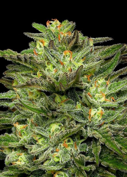 Dream Queen - HUMBOLDT SEED COMPANY | TanieSianie.pl