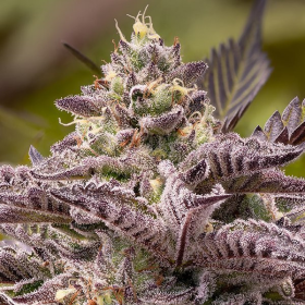 Tahiti Vibez Auto - ANESIA SEEDS | TanieSianie.pl