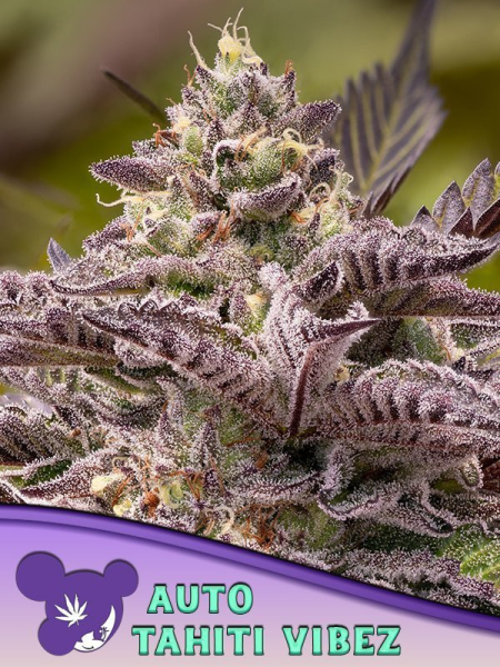 Tahiti Vibez Auto - ANESIA SEEDS | TanieSianie.pl