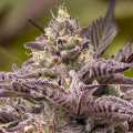 Tahiti Vibez Auto - ANESIA SEEDS