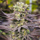 Oracle Octane - ANESIA SEEDS | TanieSianie.pl