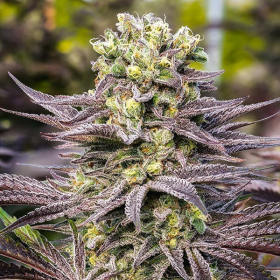 Oracle Octane - ANESIA SEEDS | TanieSianie.pl