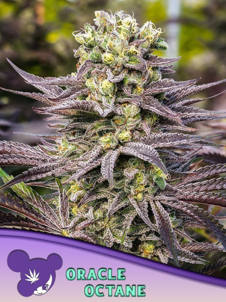 Oracle Octane - ANESIA SEEDS | TanieSianie.pl