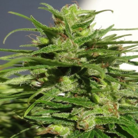 Ethiopian Regular - ACE SEEDS | TanieSianie.pl