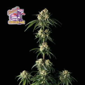 Bubba Cheesecake - SEEDSMAN | TanieSianie.pl