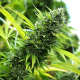 Banana Sapphire - HUMBOLDT SEED ORGANIZATION | TanieSianie.pl