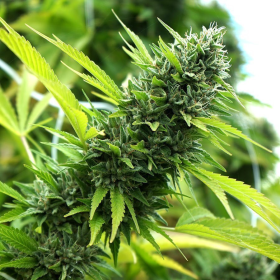 Banana Sapphire - HUMBOLDT SEED ORGANIZATION | TanieSianie.pl
