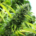 Banana Sapphire - HUMBOLDT SEED ORGANIZATION