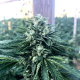 Cinnamon Buddha OG - HUMBOLDT SEED ORGANIZATION | TanieSianie.pl