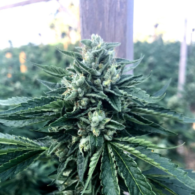 Cinnamon Buddha OG - HUMBOLDT SEED ORGANIZATION | TanieSianie.pl