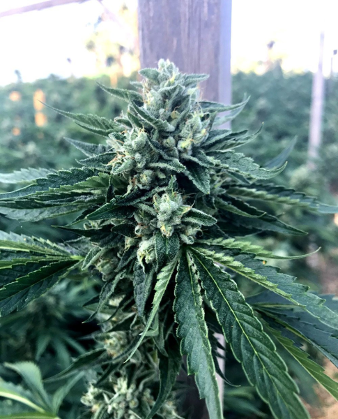 Cinnamon Buddha OG - HUMBOLDT SEED ORGANIZATION | TanieSianie.pl