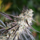 Florida Gaspack - HUMBOLDT SEED ORGANIZATION | TanieSianie.pl
