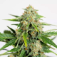 Amnesia CBD Pure Auto - HUMBOLDT SEED ORGANIZATION | TanieSianie.pl