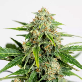 Amnesia CBD Pure Auto - HUMBOLDT SEED ORGANIZATION | TanieSianie.pl